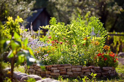 garden