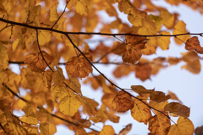 Close-up of dry leaves on tree