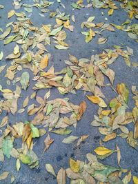 High angle view of autumn leaves on wet road