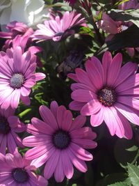 Flowers blooming outdoors