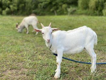 Sheep standing in a field