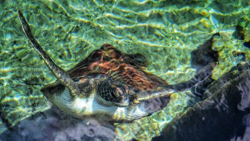 Fish swimming in water