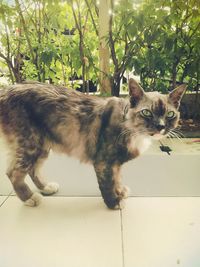 Cat sitting on ledge