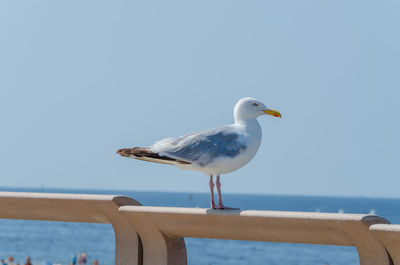 Seagull perching on railing against sea