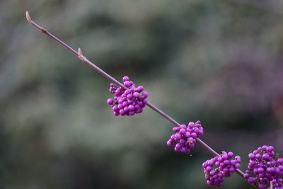 Close-up of pink flowers on plant