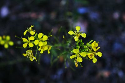 Close-up of plant with water drops