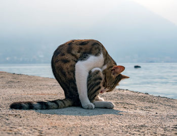 Cat is washing early in the morning on the shores of the mediterranean sea.