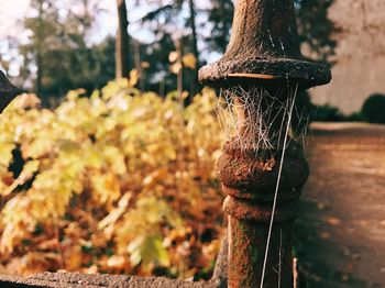 Close-up of lizard on tree