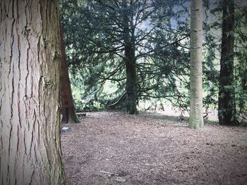 Trees growing in forest