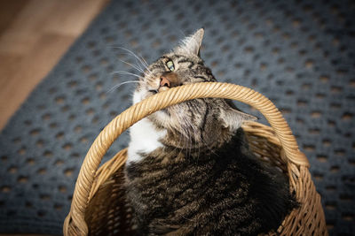 Close-up portrait of a cat