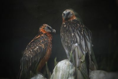 Close-up of birds perching