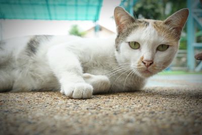 Close-up portrait of a cat lying on floor