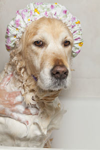 Close-up portrait of a dog