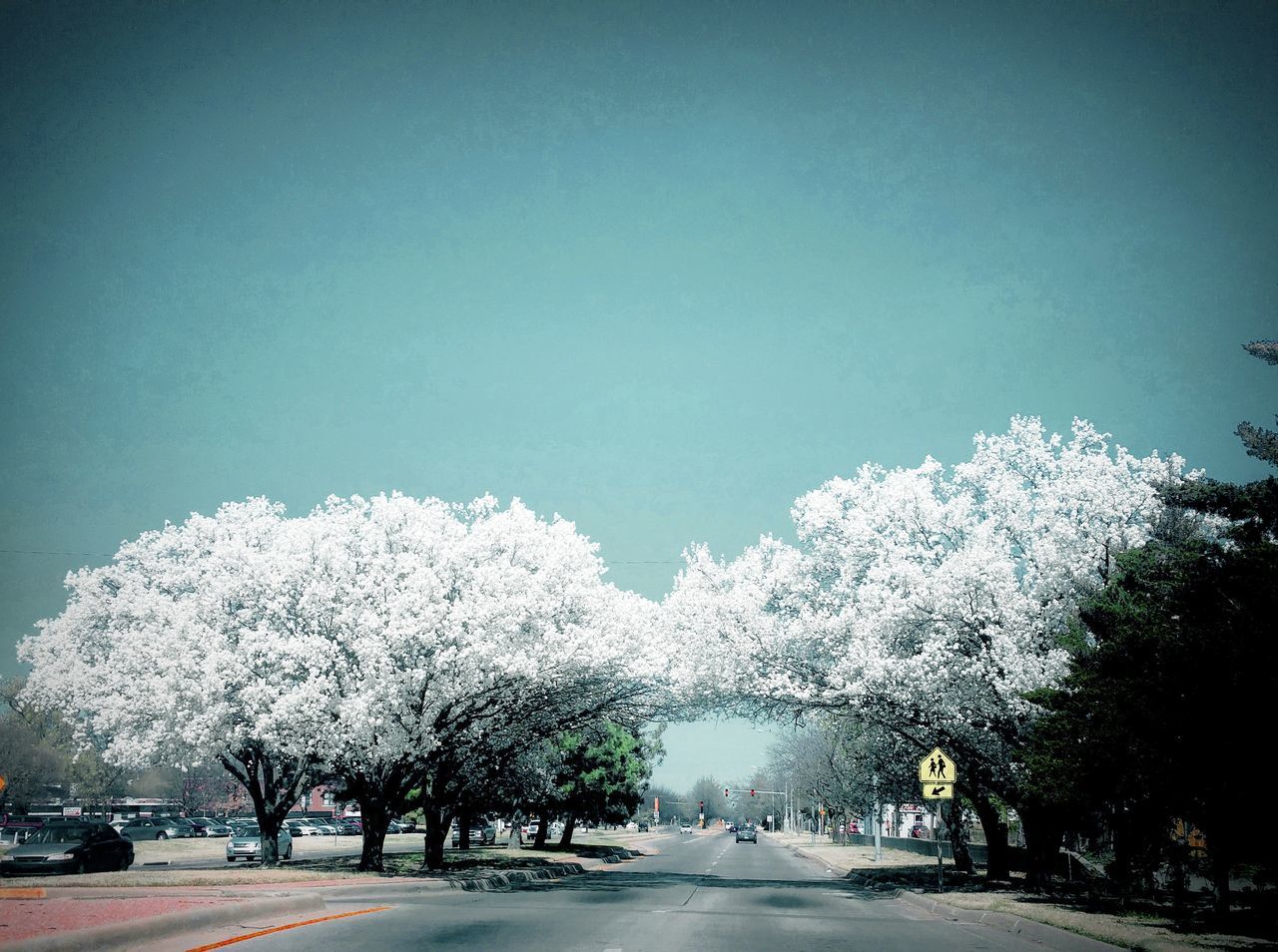 White flowering trees