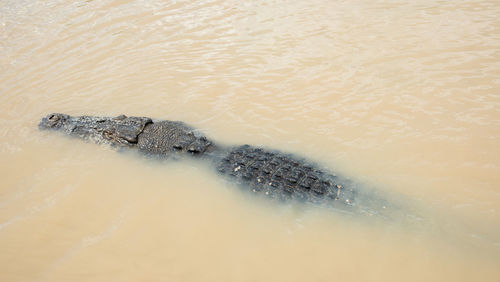 High angle view of crocodile in the water