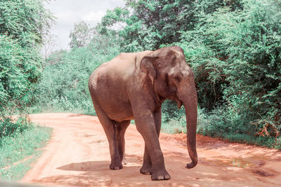 An elephant walks along a trail. horizontal photo