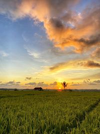 Scenic view of field against sky during sunset