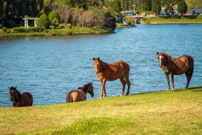 Horses on a field