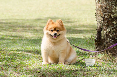 Portrait of dog sitting on grass