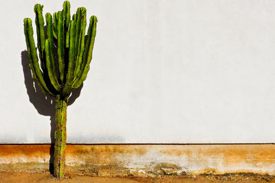 Green plant against wall