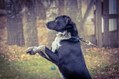 Dog looking away