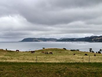 Mammals grazing on grass by lake against sky