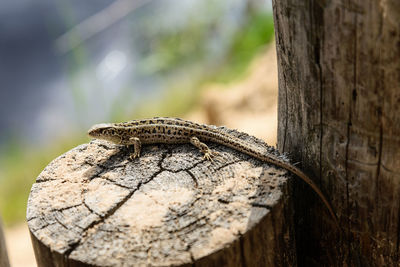 Close-up of lizard on tree trunk