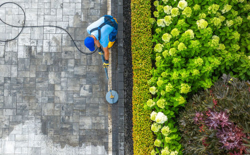 High angle view of flowers