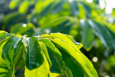 Close-up of fresh green leaves