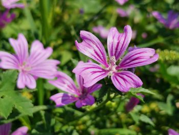 Close-up of pink flowering plant