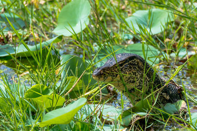 Close-up of snake on grass