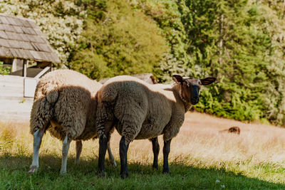 A black and white sheep looking into the camera