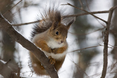 Close-up of squirrel on snow