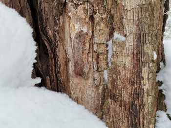 Close-up of tree trunk during winter