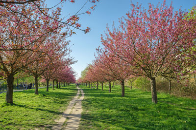 View of cherry blossom trees in autumn