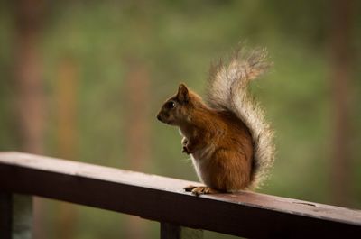 Close up of squirrel on fence