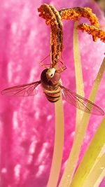 Close-up of insect