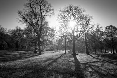 Trees on field against sky