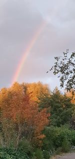 Low angle view of rainbow over trees against sky