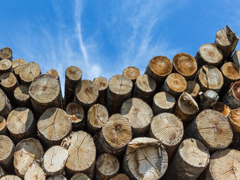 Stack of logs in forest