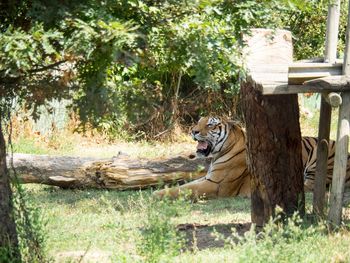 View of an relaxing on tree trunk in forest