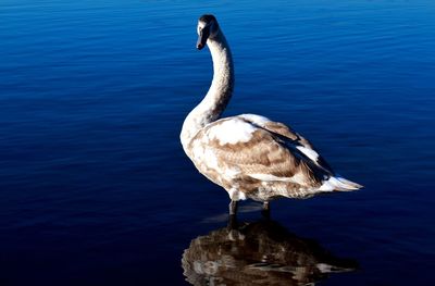 Close-up of swan swimming on lake