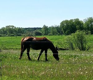 pasture