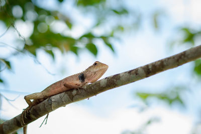 Low angle view of lizard on tree branch
