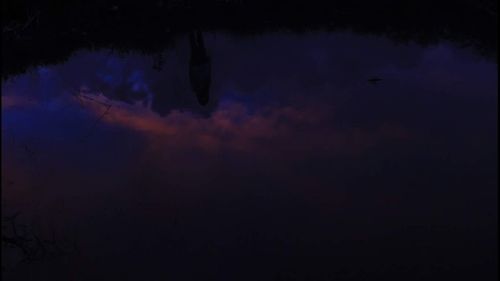 Low angle view of silhouette birds against sky at night