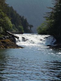 River flowing through forest