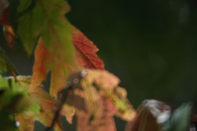 Close-up of maple leaf on plant