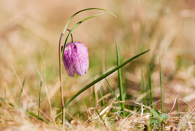 Close-up of crocus on field