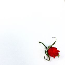 Close-up of red flower over white background