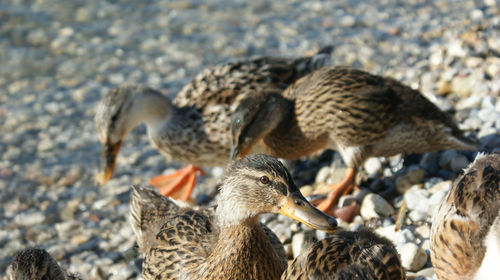 Mallard ducks on rock at beach